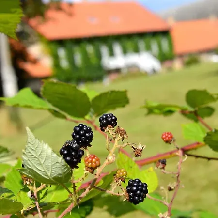 Otel Lundsgaard Gods
